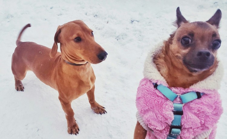 Григорий чувствует себя собакой