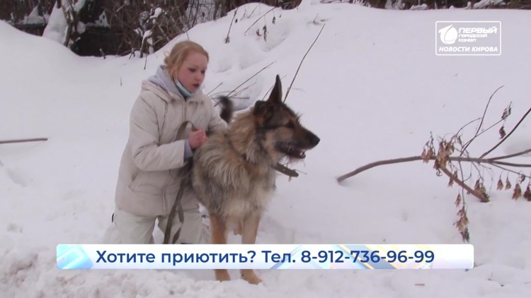 Брошенный пес