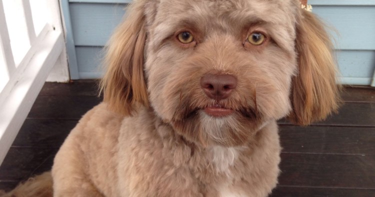 Успенская собака порода