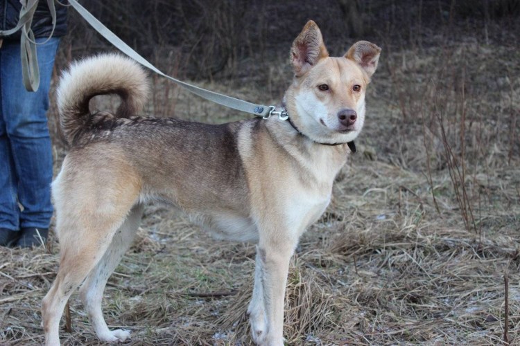 Пес Миша СПБ