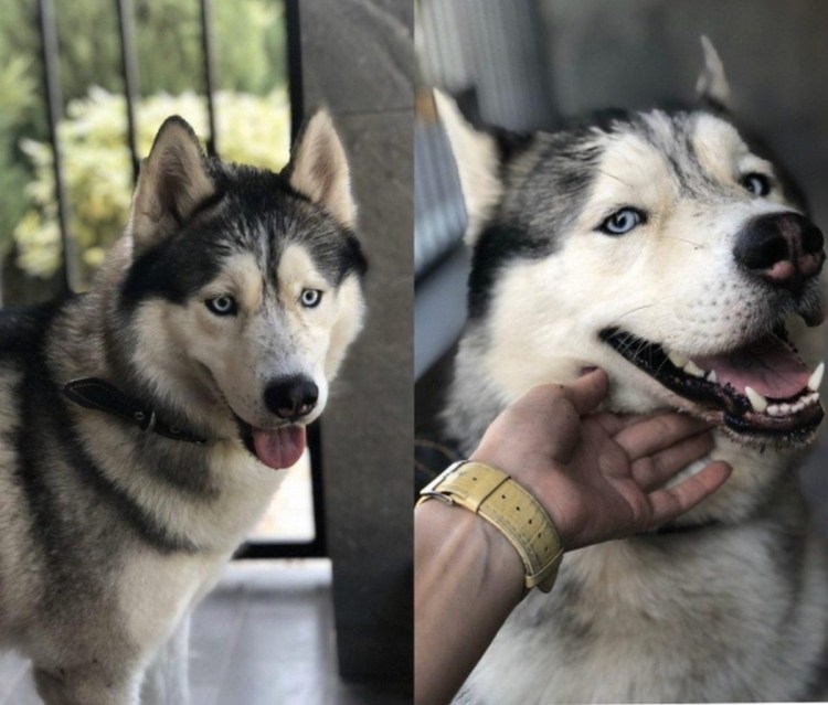 Порода собак фельдшер