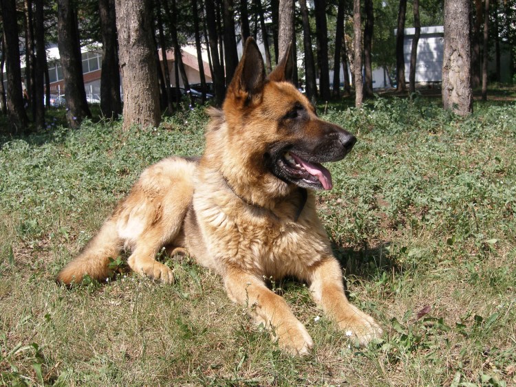 Прилучный порода собаки