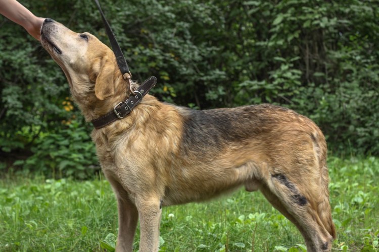 Собака Литвина порода