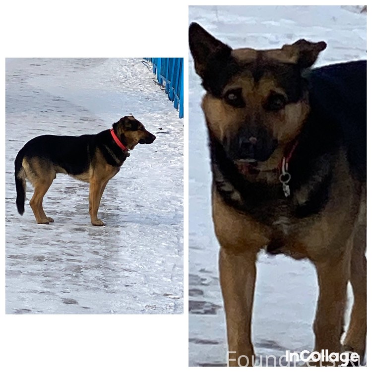 Хаски гуляет на улице с хозяином в городе Дагестанские огни ночью