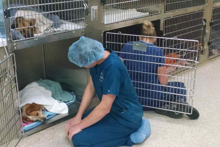 Ветеринарная клиника для лошадей