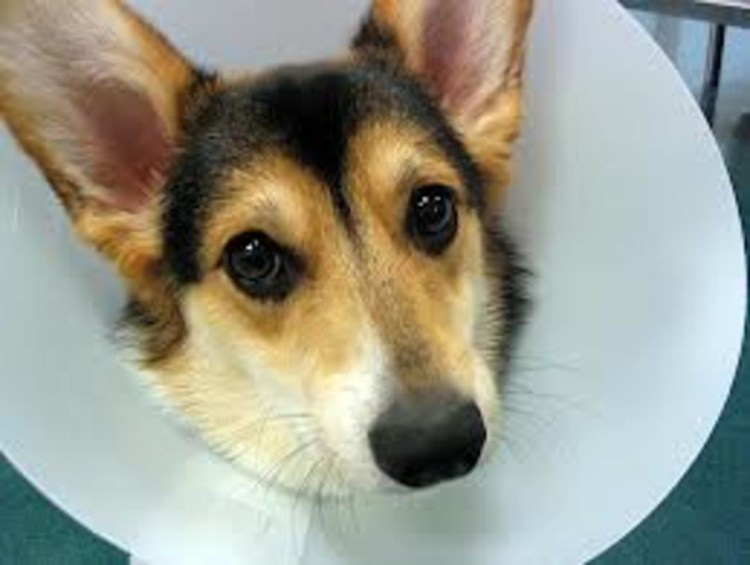 Собака лежит у ветеринара