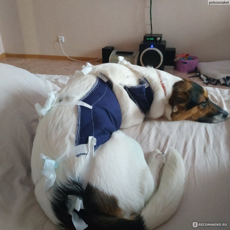 Платные ветеринарные услуги 1990 год