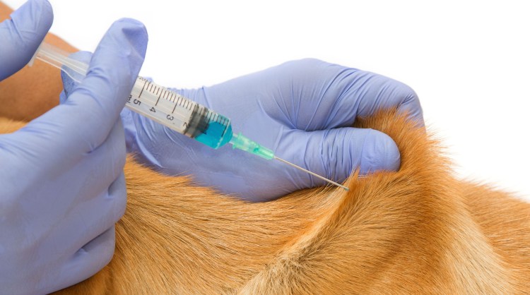 Кастрация и стерилизация собак