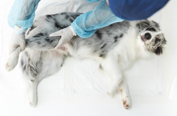 Чернышов Ринат Шавкетович Кострома