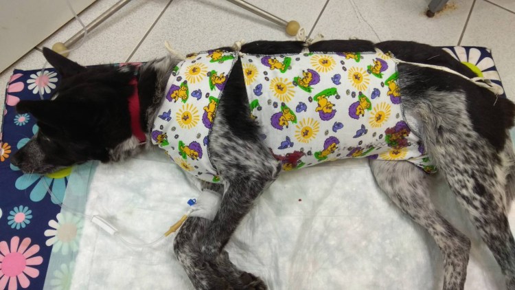 Шов после кастрации кобеля