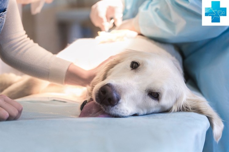 Кошка после стерилизации