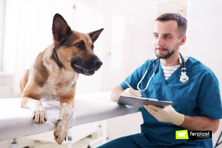 Собаку простерилизовали