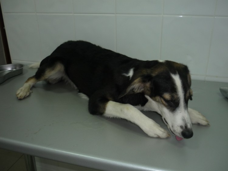 Собака с конусом на голове