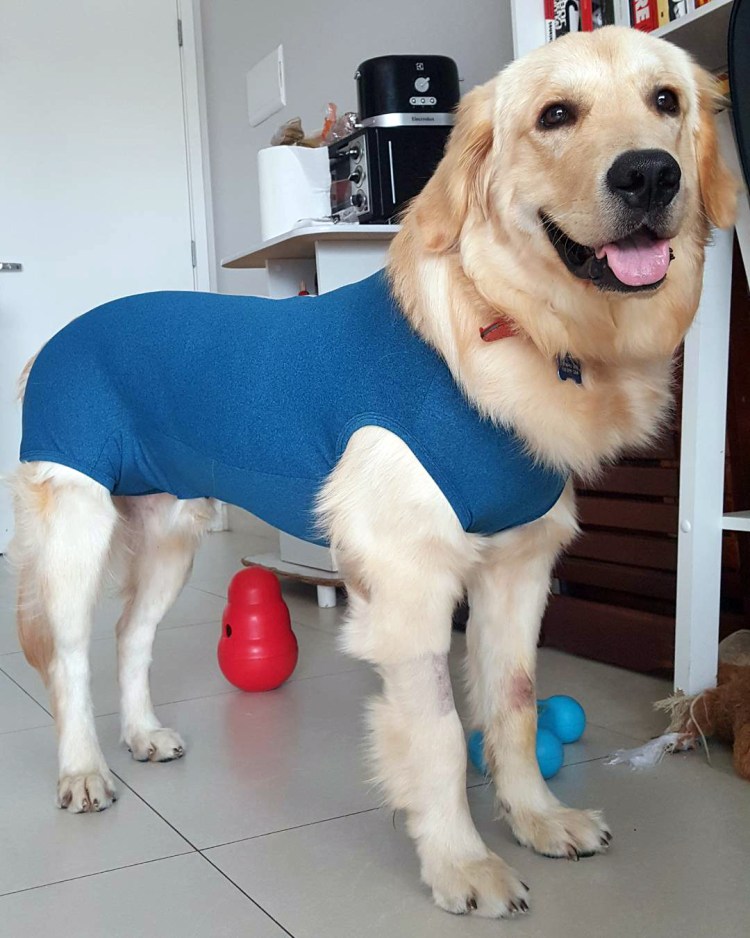 Стерилизация собак мелких пород