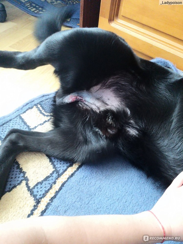 Шеляков ветеринар