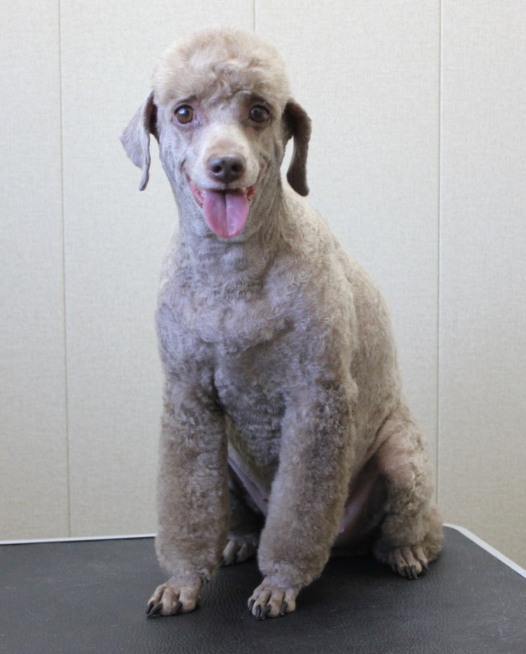 Карликовый пудель лысый