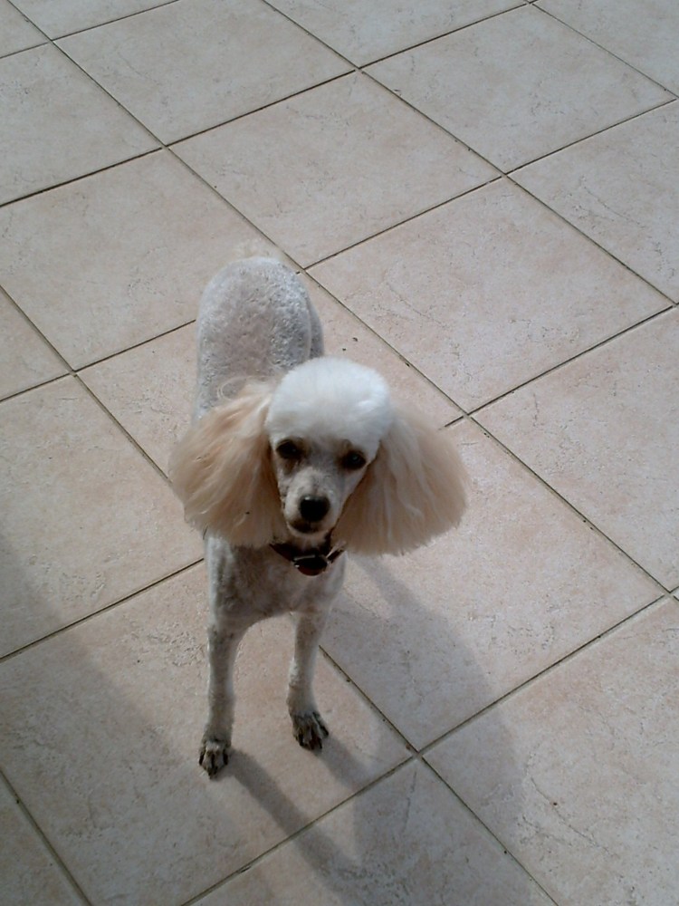 Королевский пудель лысый