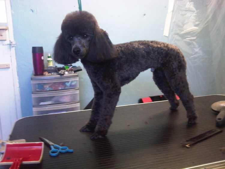 Карликовый пудель злой