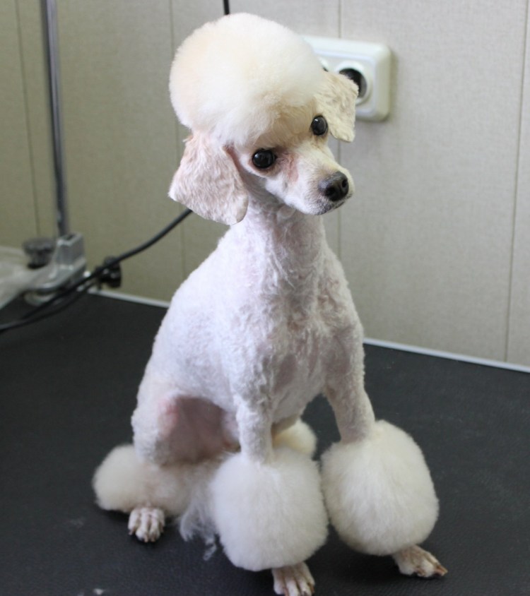 Злобный пудель