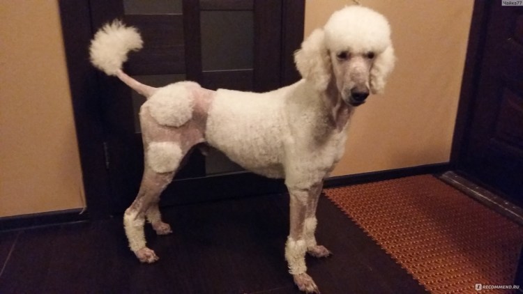Королевский пудель лысый