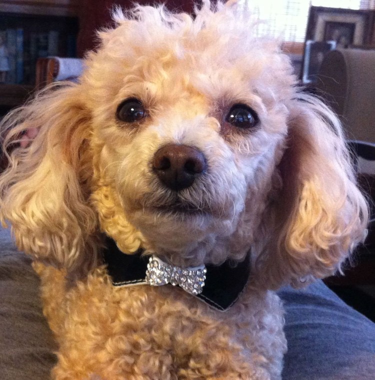 Скандинавский Лев