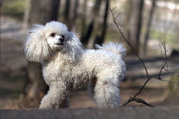 Смешные стрижки собак