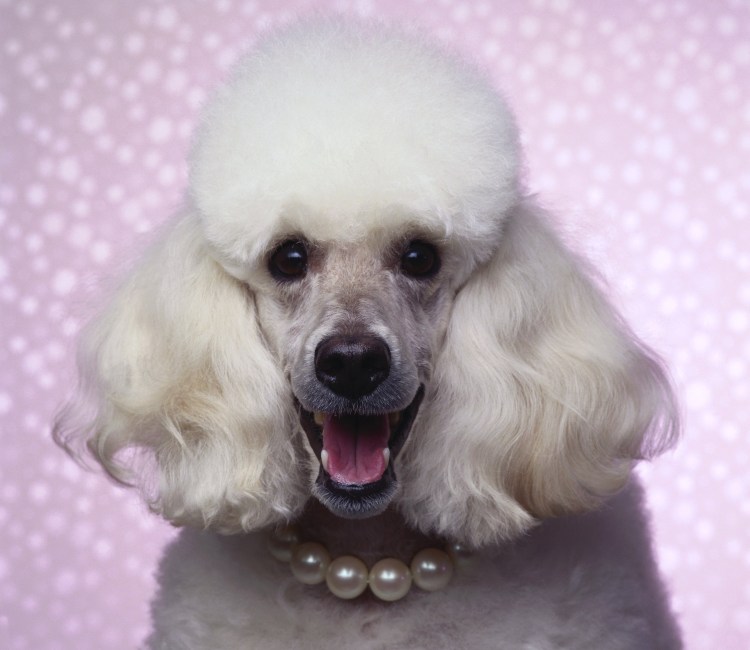 Карликовый пудель лысый