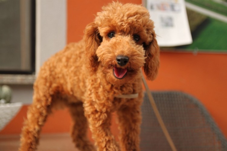 Пудель облысел