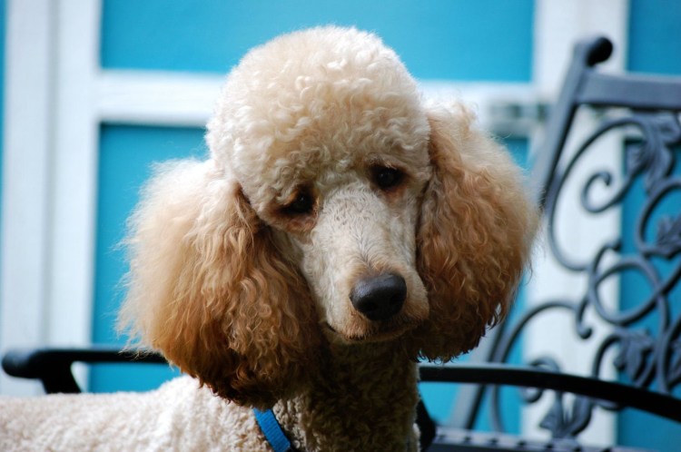 Карликовый пудель лысый