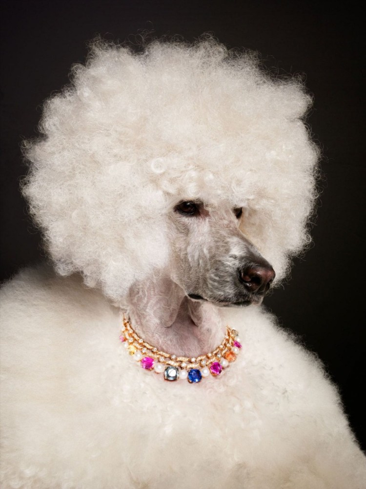 Зимняя стрижка пуделя