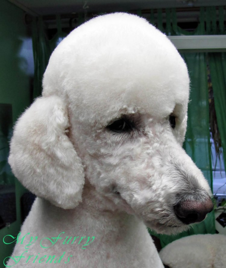 Груминг пуделя