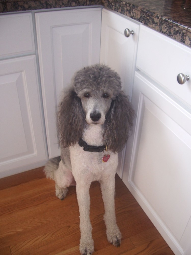 Пудель скалится