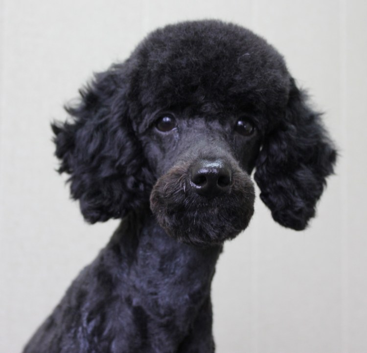 Пудель с шерстью длинной шнурами