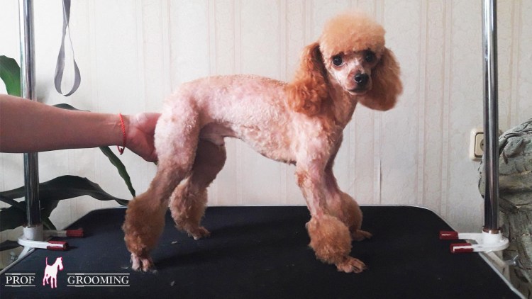 Карликовый пудель лысый