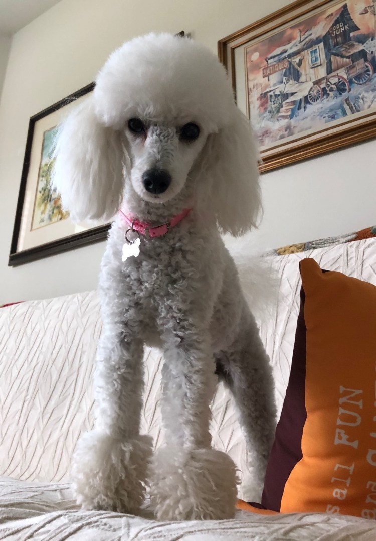 Apricot Toy Poodle
