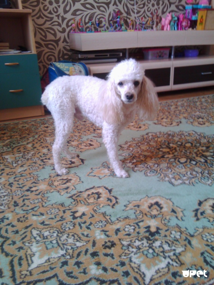 Пудель Филя