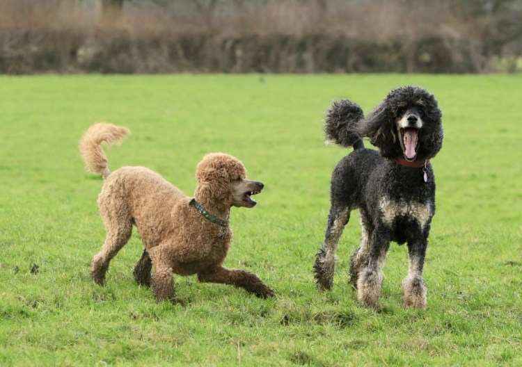 Бешеный пудель
