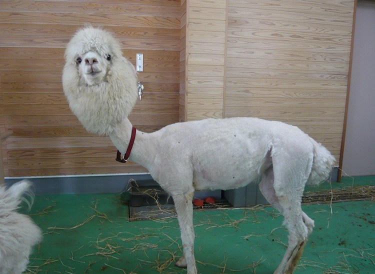 Лысая пудель