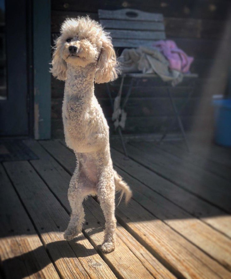 Королевский пудель бритый