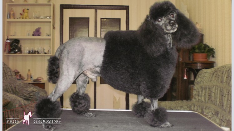 Пудель Аллочка