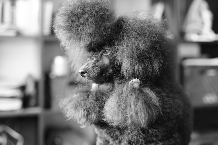 Страшный пудель