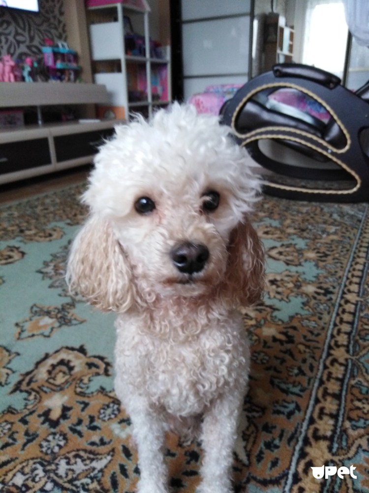 Королевский пудель лапы