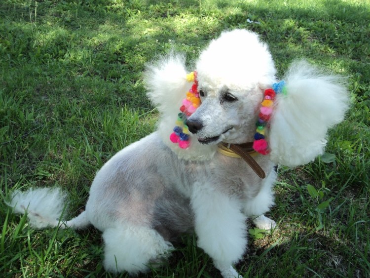 Американский пудель