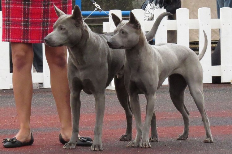 Австралийская короткохвостая пастушья