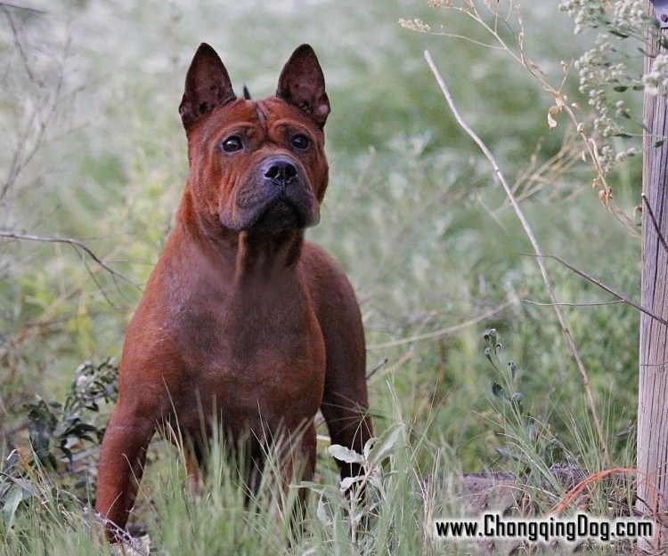 Афганская борзая Снуппи