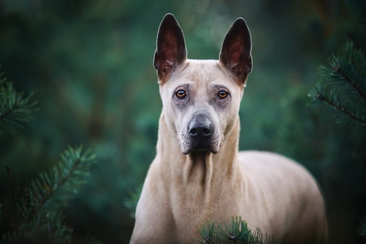 Хван Хёнджин и его собака