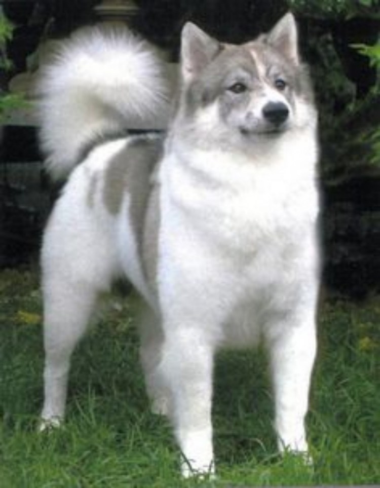 Корейцы с животными