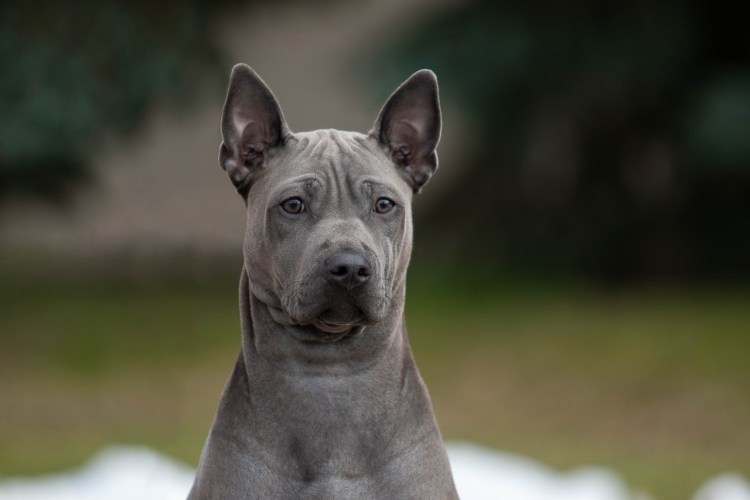 Тайский риджбек собака