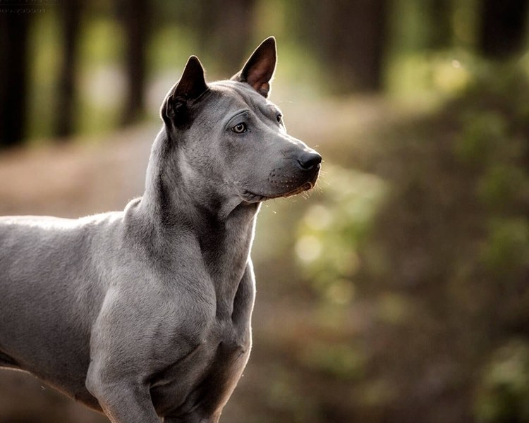 Тайский риджбек