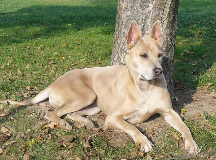 Тайский риджбек уши